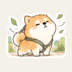 柴犬のお散歩連絡